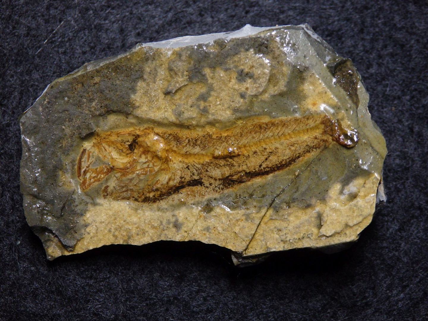 Fossiler Fisch aus der Kreidezeit - Sardinoides
