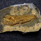 Fossiler Fisch aus der Kreidezeit - Sardinoides