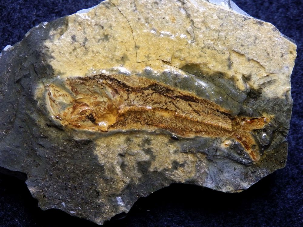 Fossiler Fisch aus der Kreidezeit - Sardinoides