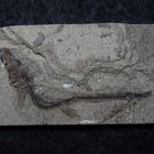 Fossiler Fisch der Moler-Formation - Lachsartiger Fisch