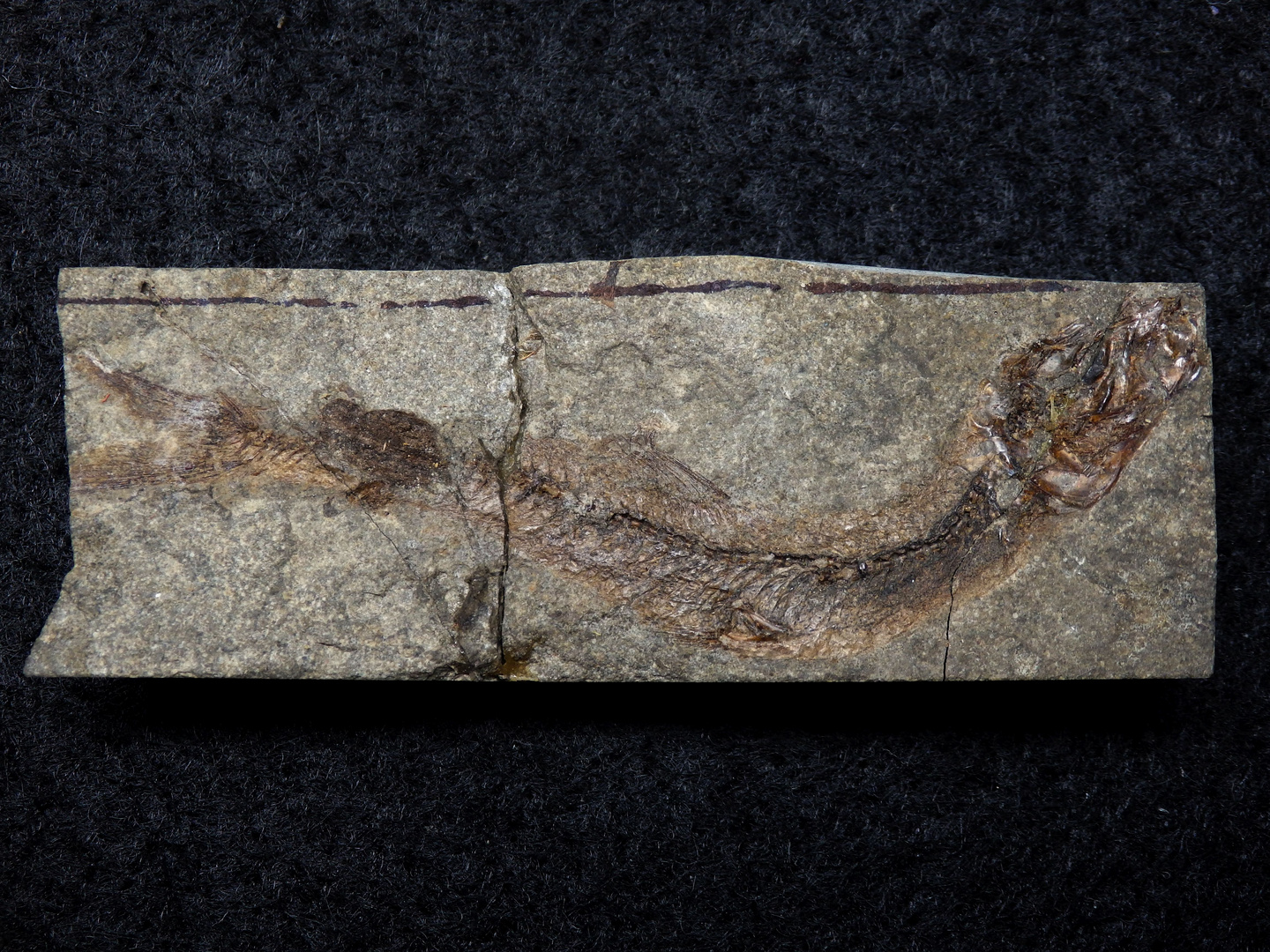 Fossiler Fisch der Moler-Formation - Lachsartiger Fisch