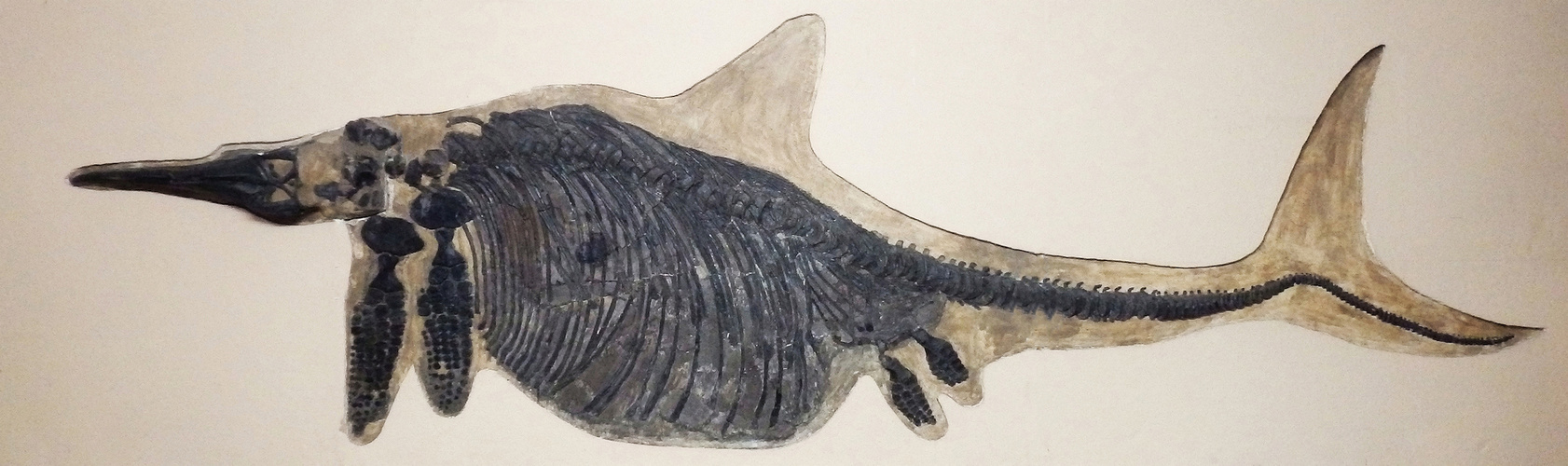 Fossiler Fischsaurier - Stenopterygius quadriscissus