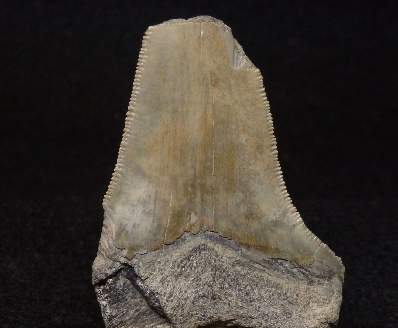 Fossiler Haifischzahn aus dem Tertiär - Carcharodon megalodon