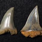 Fossiler Haifischzahn aus dem Tertiär - Isurus hastalis