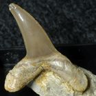 Fossiler Haifischzahn aus der Kreidezeit - Scapanorhynchius raphiodon