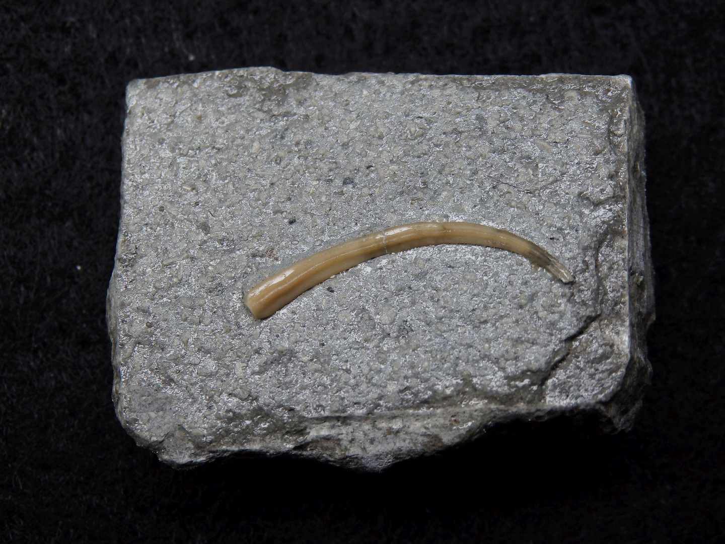 Fossiler Kalkröhrenwurm ("Serpel") - Serpula sp.