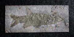 Fossiler Knochenfisch aus dem Perm