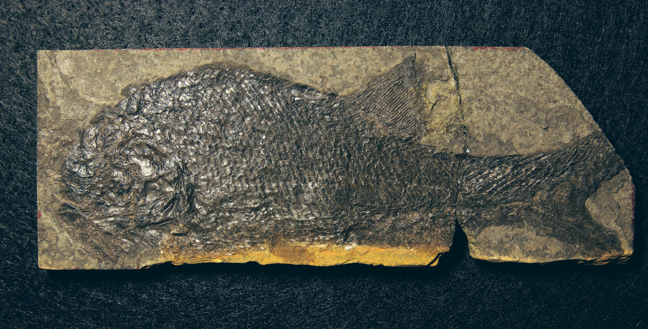 Fossiler Knochenfisch aus dem Perm - Paramblypterus hoernesi