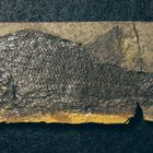 Fossiler Knochenfisch aus dem Perm - Paramblypterus hoernesi