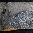 Fossiler Knochenfisch aus dem Perm - Paramblypterus hoernesi