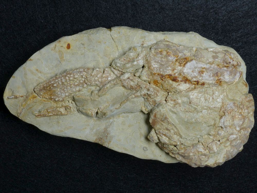 Fossiler Krebs aus der Kreidezeit - Paraclythia nephropsiformis