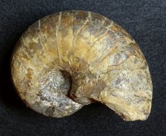 Fossiler Nautilus aus der Jurazeit - Cenoceras jurense