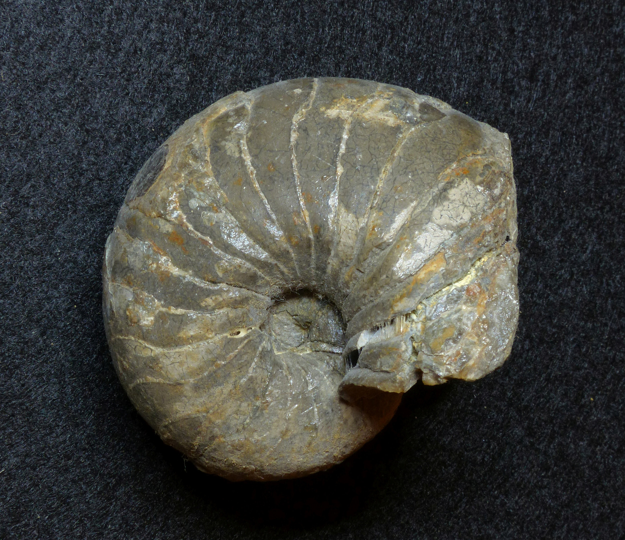 Fossiler Nautilus aus der Jurazeit - Cenoceras jurense