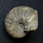 Fossiler Nautilus aus der Jurazeit - Cenoceras jurense