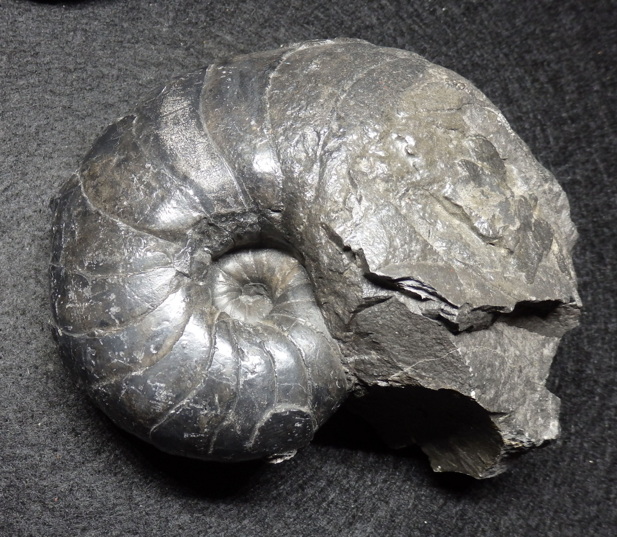 Fossiler Nautilus aus der Jurazeit - Cenoceras striatum