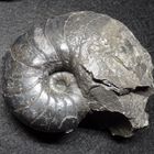 Fossiler Nautilus aus der Jurazeit - Cenoceras striatum