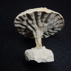 Fossiler Pilzschwamm aus der Kreidezeit - Coeloptychium sulciferum