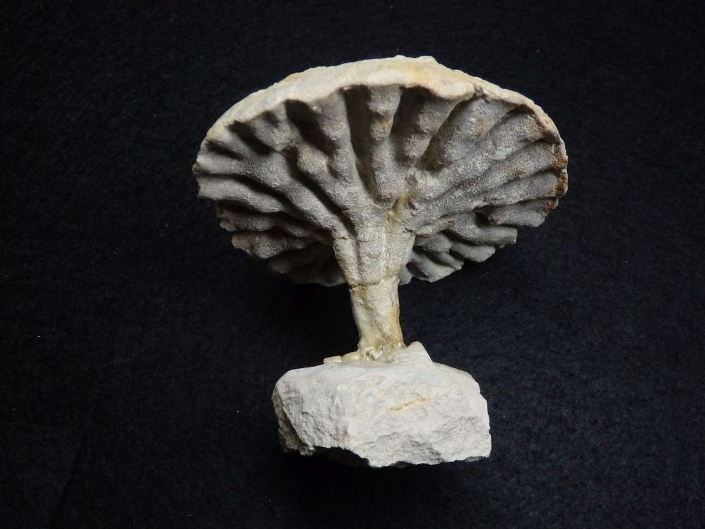 Fossiler Pilzschwamm aus der Kreidezeit - Coeloptychium sulciferum
