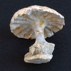 Fossiler Pilzschwamm Coeloptychium sulciferum