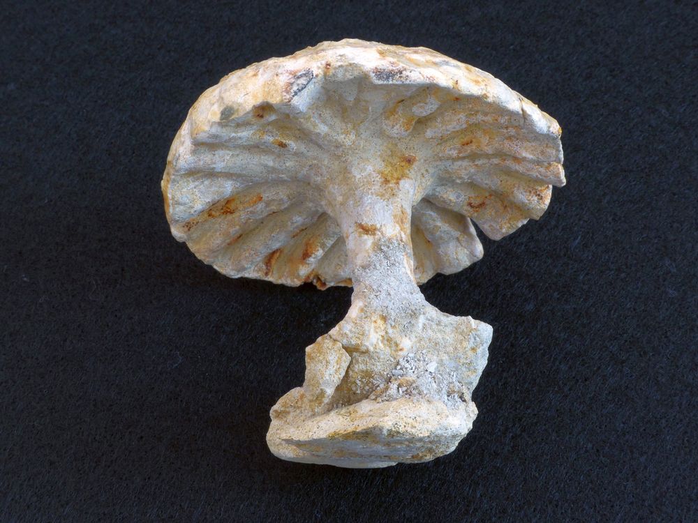 Fossiler Pilzschwamm Coeloptychium sulciferum