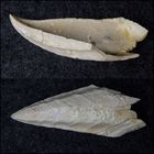 Fossiler Rankenfußkrebs [Cirripedier] aus der Kreidezeit - Cretiscalpellum