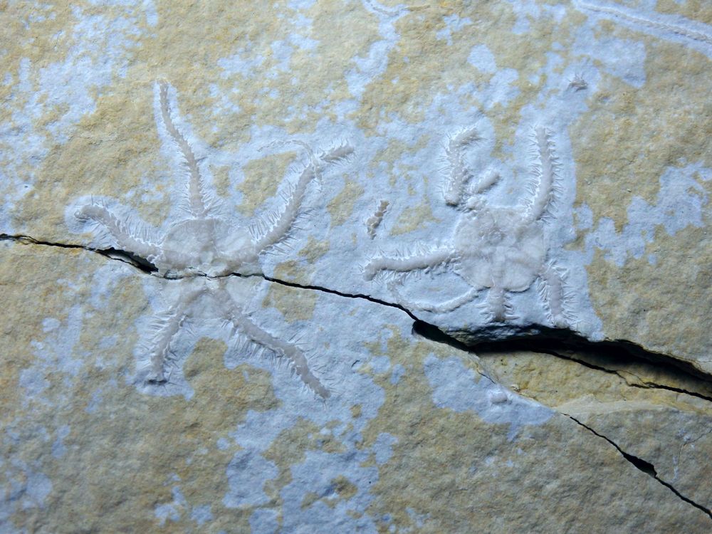 Fossiler Schlangenstern aus der Jurazeit - Ophiopetra lithographica