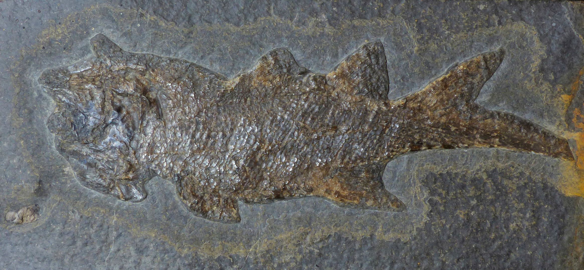 Fossiler Schmelzschuppenfisch aus dem Rotliegenden - Rhabdolepis macropetrus