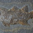 Fossiler Schmelzschuppenfisch aus dem Rotliegenden - Rhabdolepis macropetrus