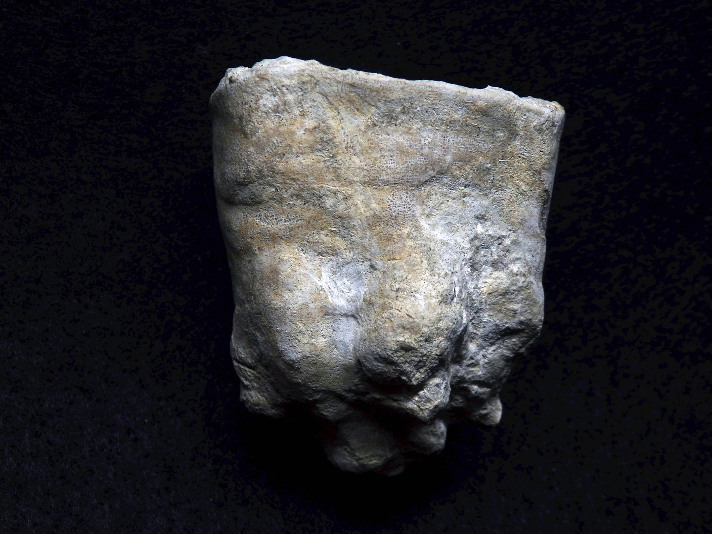 Fossiler Schwamm aus der Kreidezeit - Becksia soekelandi