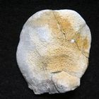 Fossiler Schwamm aus der Kreidezeit - Chonella auriformis