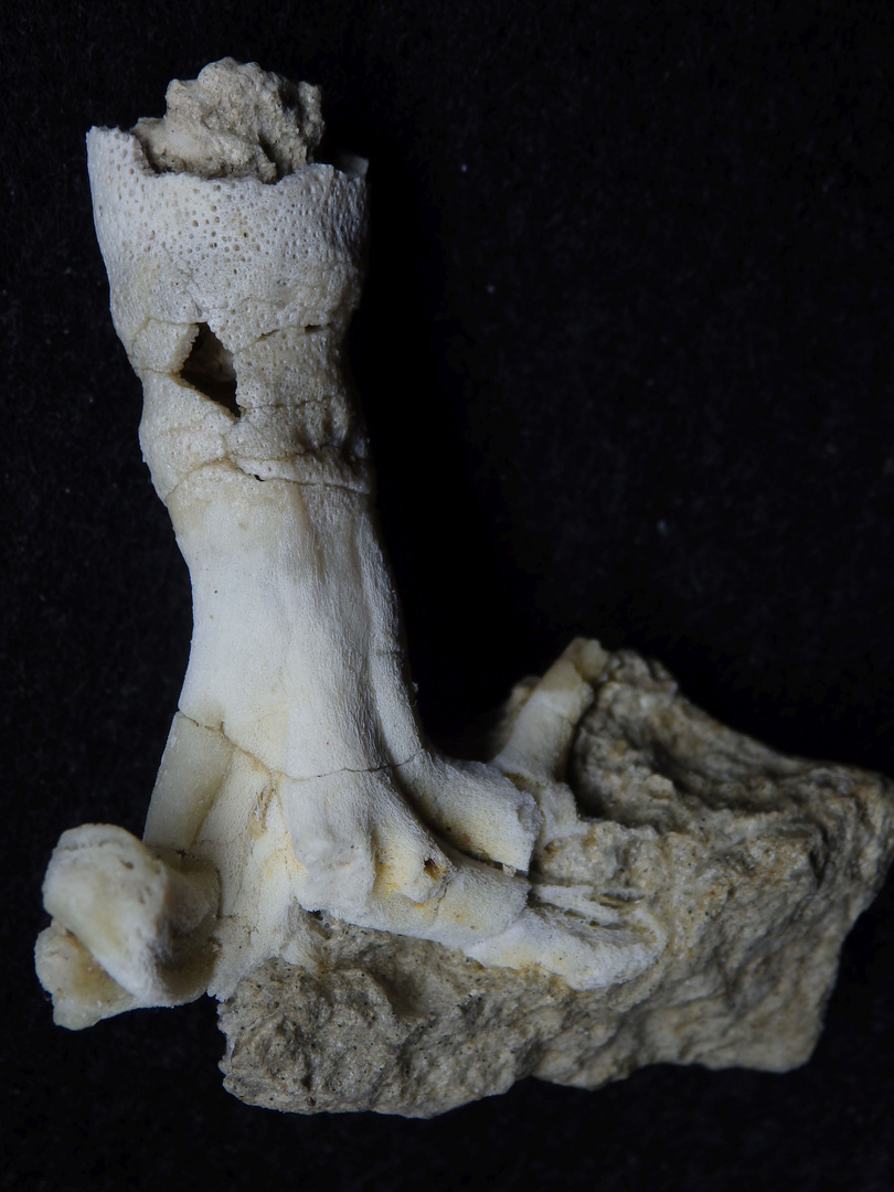 Fossiler Schwamm aus der Kreidezeit - Coeloptychium princeps
