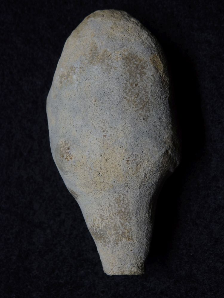 Fossiler Schwamm aus der Kreidezeit - Jerea quenstedti