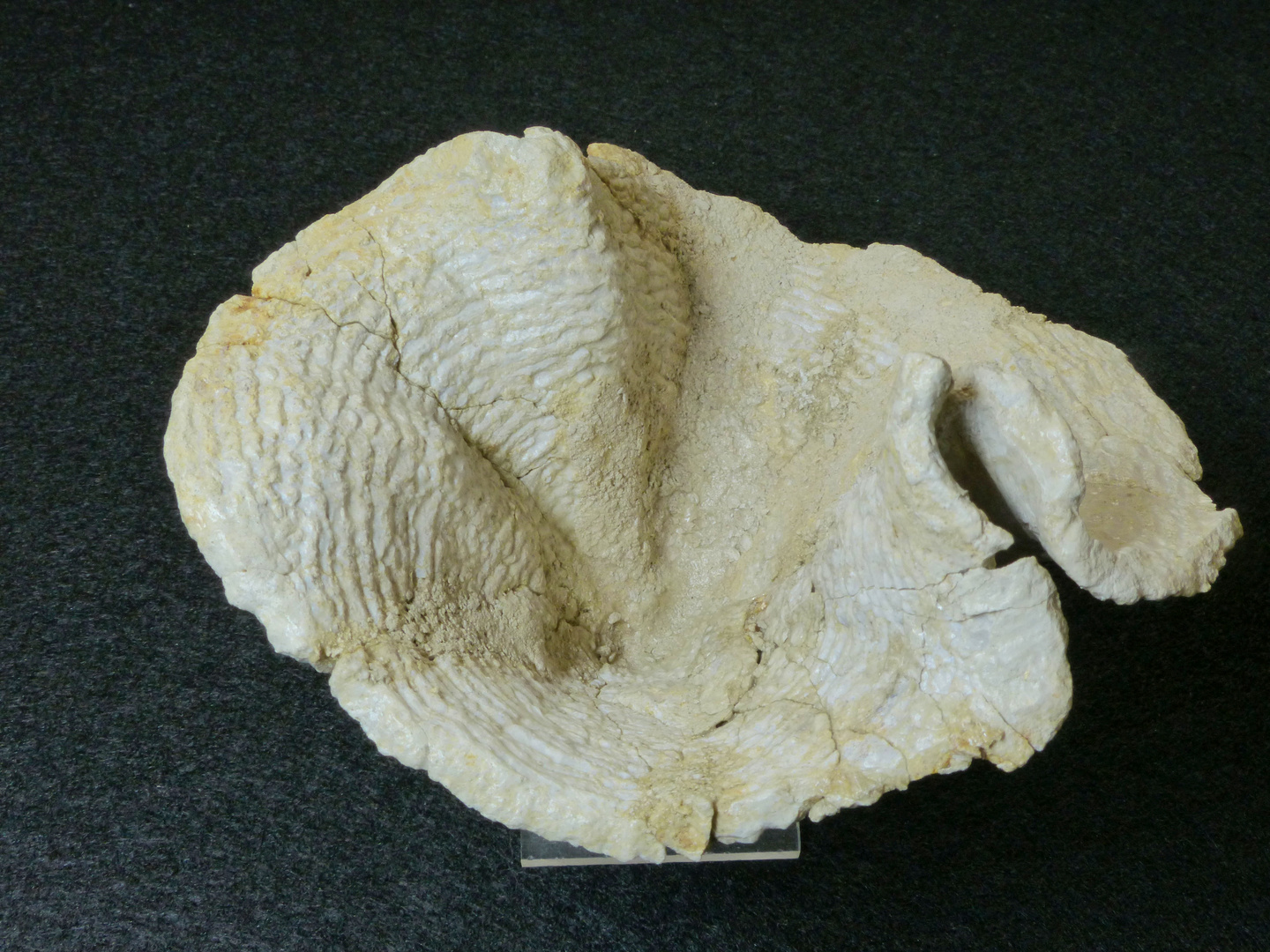 Fossiler Schwamm aus der Kreidezeit - Lepidospongia rugosa