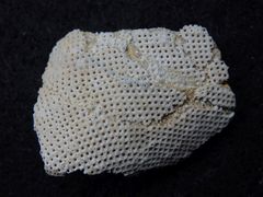 Fossiler Schwamm aus der Kreidezeit - Leptophragma micropora