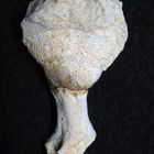 Fossiler Schwamm aus der Kreidezeit - Leptophragma micropora