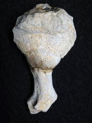 Fossiler Schwamm aus der Kreidezeit - Leptophragma micropora