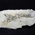Fossiler Schwamm aus der Kreidezeit - Opetionella lettensis