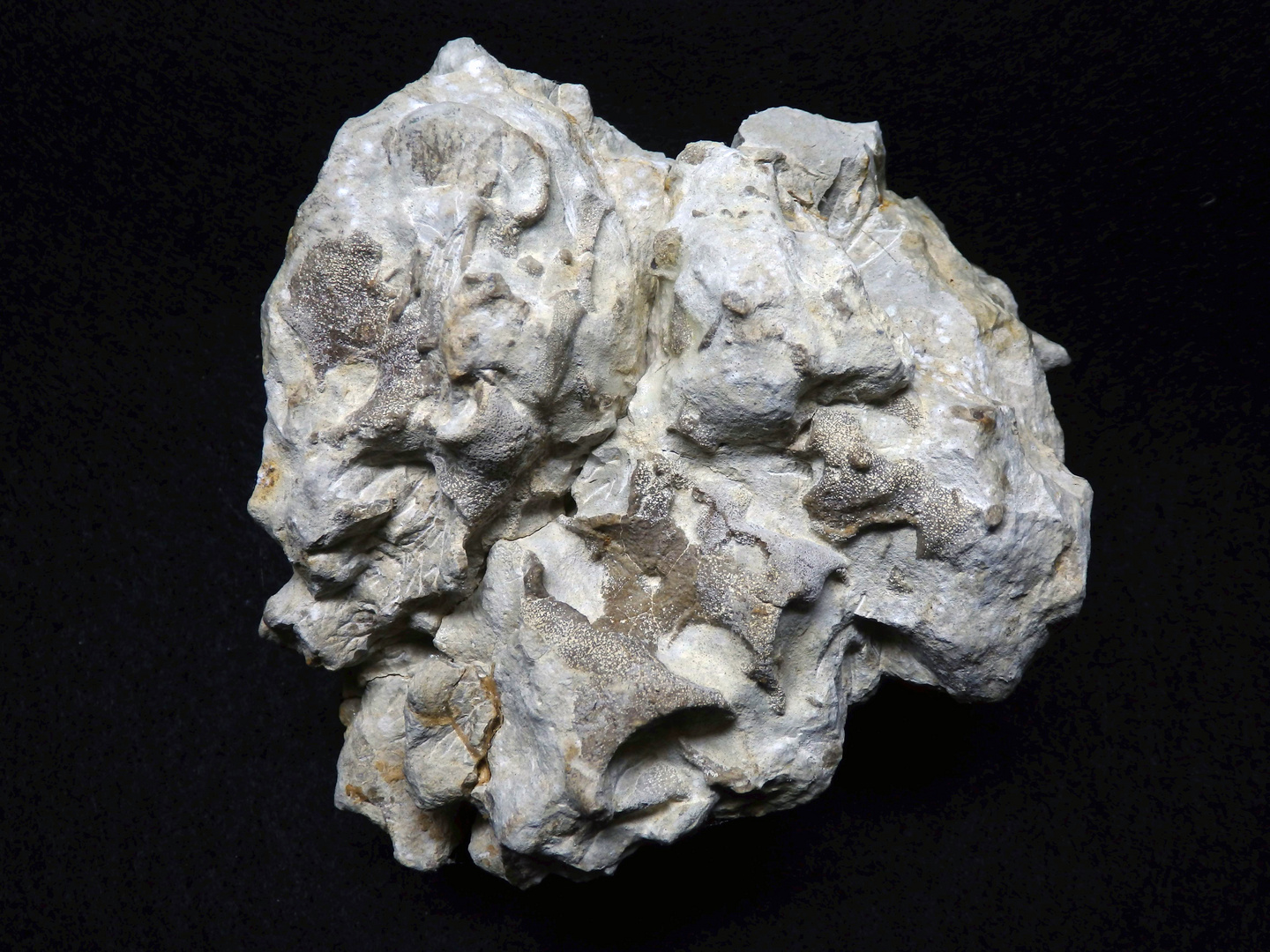 Fossiler Schwamm aus der Kreidezeit - Plocoscyphia cetuncula
