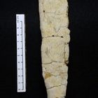 Fossiler Schwamm aus der Kreidezeit - Rhizopoterion tubiforme