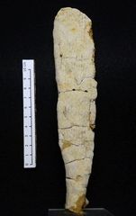 Fossiler Schwamm aus der Kreidezeit - Rhizopoterion tubiforme