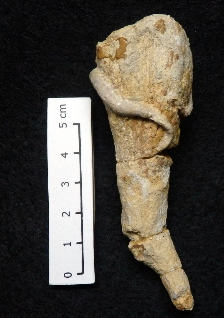 Fossiler Schwamm aus der Kreidezeit - Rhizopoterion tubiforme