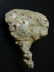 Fossiler Schwamm aus der Kreidezeit - Tremabolites megastoma