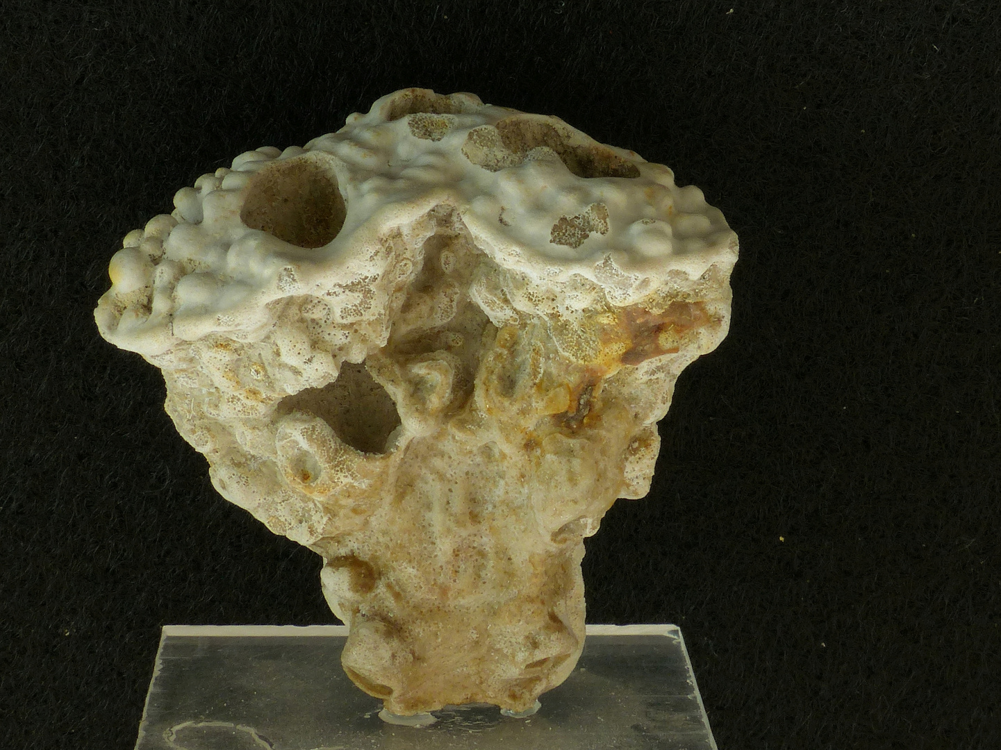 Fossiler Schwamm aus der Kreidezeit - Tremabolites sp.