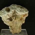 Fossiler Schwamm aus der Kreidezeit - Tremabolites sp.