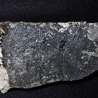 Fossiler Schwamm aus der Kreidezeit - Verruculina
