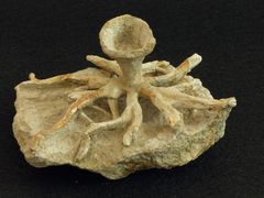 Fossiler Schwamm Leptophragma murchisoni aus der Oberen Kreide