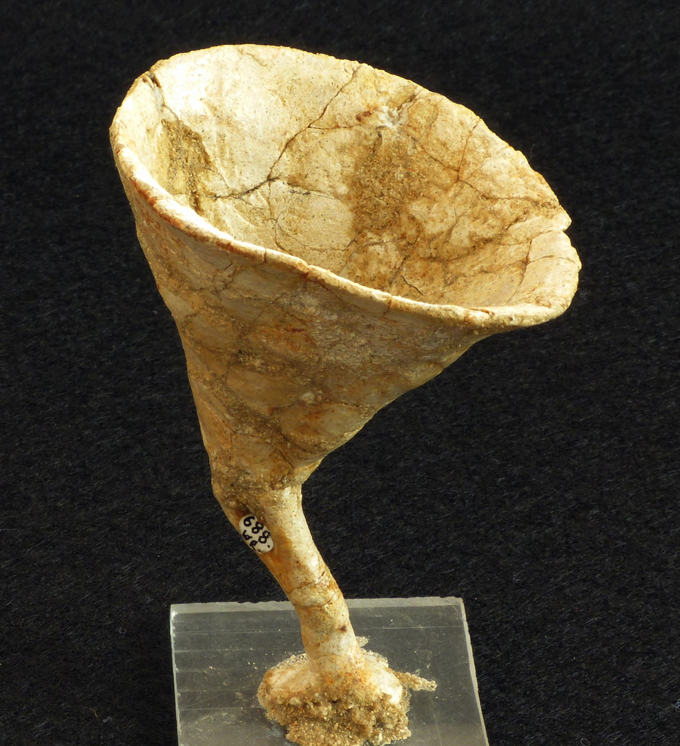 Fossiler Schwamm Leptophragma murchisoni