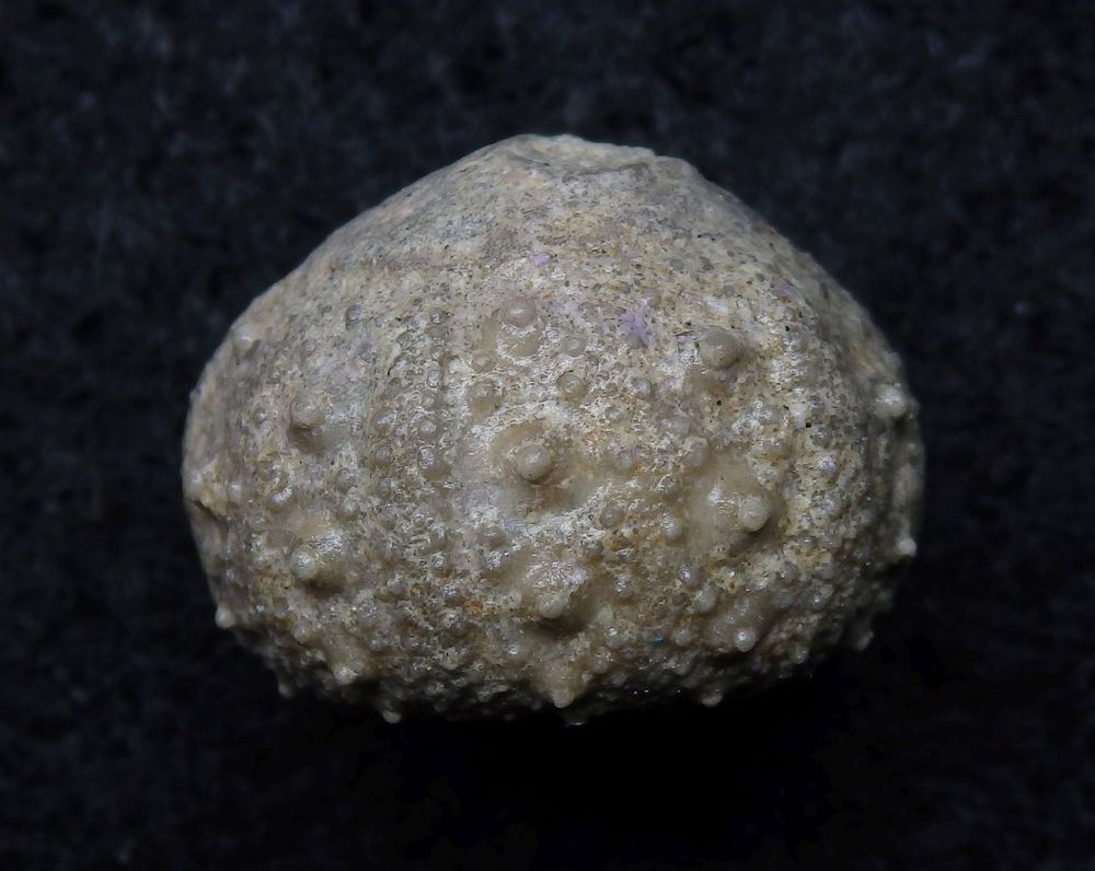 Fossiler Seeigel aus der Kreidezeit - Acrosalenia heberti