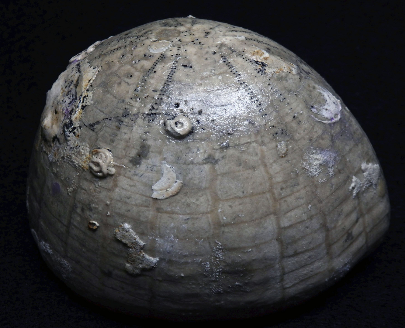 Fossiler Seeigel aus der Kreidezeit - Echinocorys vulgaris