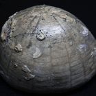 Fossiler Seeigel aus der Kreidezeit - Echinocorys vulgaris